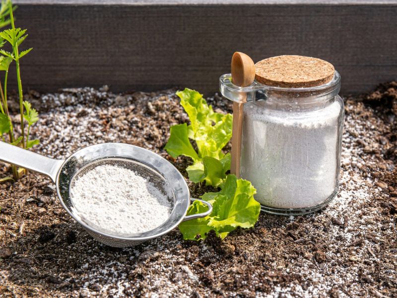 Poudre terre-de diatomee