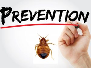 prévention des punaises de lit