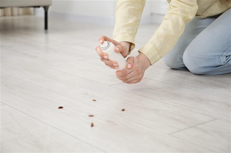 insecticides non homologués punaises de lit