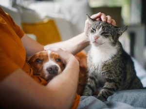 Punaises de lit animaux domestiques