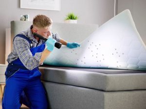 protocole éradication punaises de lit