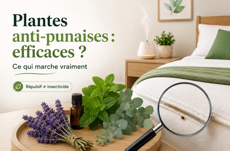 plantes répulsives contre les punaises de lit